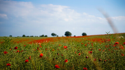  poppy chamomile cornflower fields