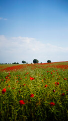  poppy chamomile cornflower fields