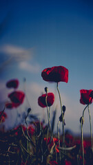  poppy chamomile cornflower fields