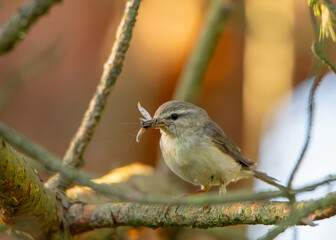 bird with insect