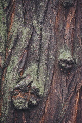 tree texture. old wood texture for background. Relief creative texture of an old oak bark. The intricate texture of the bark, twisted rails torn old leafy stem bark. 