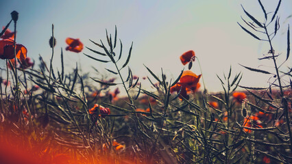 poppy chamomile cornflower fields