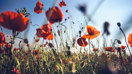  poppy chamomile cornflower fields