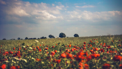 poppy chamomile cornflower fields