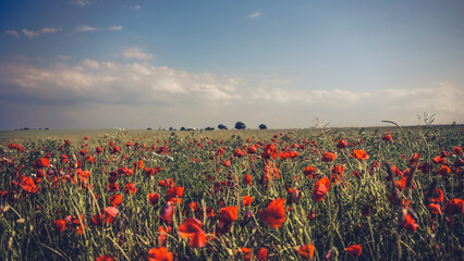 poppy chamomile cornflower fields