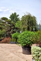 large green topiary trees in the plant nursery