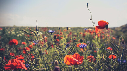 poppy chamomile cornflower fields