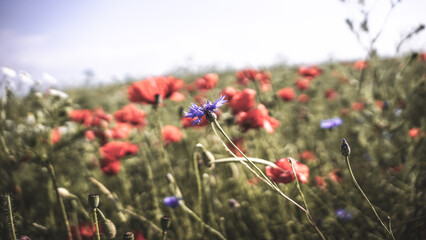 Naklejka premium poppy chamomile cornflower fields