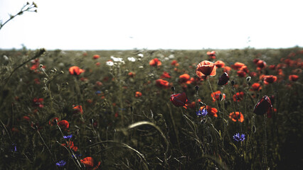 poppy chamomile cornflower fields