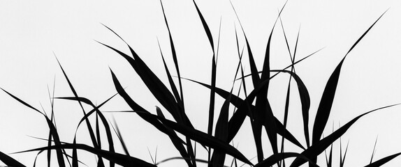 REEDS - Aquatic plants on the shores of the lake