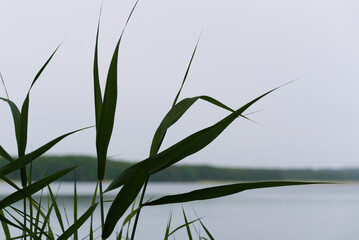REEDS - Aquatic plants on the shores of the lake