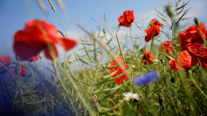 Obraz premium poppy chamomile cornflower fields