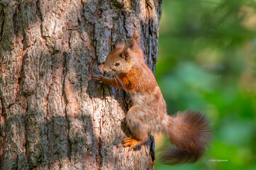 squirrel on a tree
