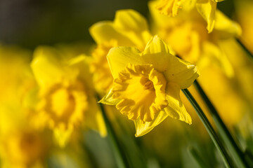 A bunch of yellow flowers with a blurry background. The flowers are in full bloom and are the main focus of the image.