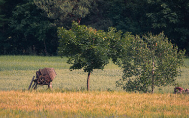 Polish village in summer