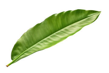 Obraz premium Banana leaf isolated on transparent background.
