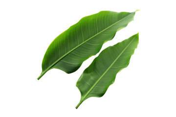 Obraz premium Banana leaf isolated on transparent background.