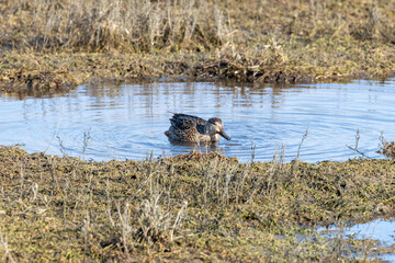 Green-Winged Teal (Anas crecca) - Commonly Found in North America and Eurasia