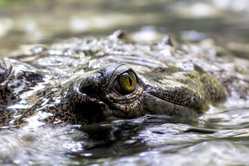 Gharial (Gavialis gangeticus) - Commonly Found in Northern India and Nepal