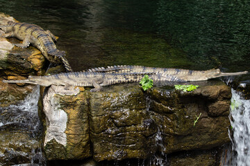 Gharial (Gavialis gangeticus) - Commonly Found in Northern India and Nepal