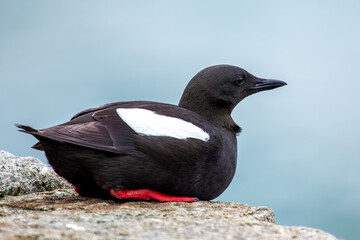 Guillemot (Uria aalge) - Spotted off the Liffey in Dublin, Ireland