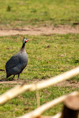 Helmeted Guinea Fowl (Numida meleagris) - Commonly Found in Sub-Saharan Africa