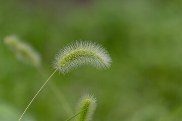 夏のエノコログサ