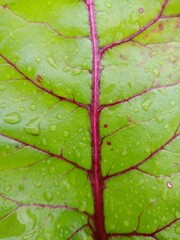 green leaf bet with drops