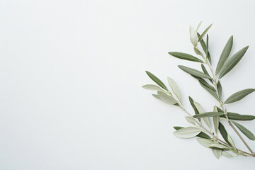 Fototapeta premium Olive branch with leaves on a white background, in a flat lay, top view, space for text. An Italian olive tree in the style of nature and food, representing a healthy lifestyle or wedding decoration.