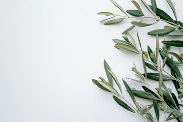 Fototapeta premium Olive branch with leaves on a white background, in a flat lay, top view, space for text. An Italian olive tree in the style of nature and food, representing a healthy lifestyle or wedding decoration.