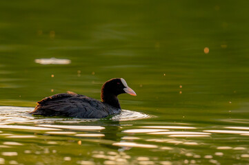 coot
