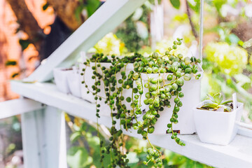 Senecio Rowleyanus, String of Pearls, in white pots