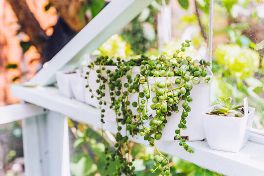 Senecio Rowleyanus, String of Pearls, in white pots