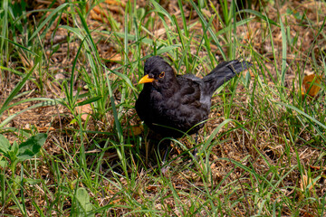 Blackbird