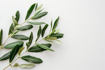 Obraz premium Olive branch with leaves on a white background, in a flat lay, top view, space for text. Minimal concept of an olive tree plant in the summer time in the style of olive tree plant.