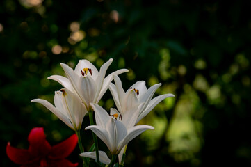 white lily