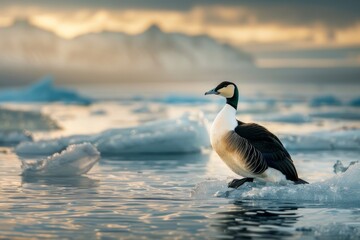 Fototapeta premium create a national geographic photography of a close up of an Eider duck