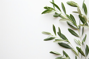 Obraz premium Olive branch with leaves on a white background, in a flat lay, top view, space for text. An Italian olive tree in the style of nature and food, representing a healthy lifestyle or wedding decoration.