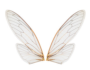 cicada insect wings on a white,isolated