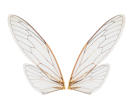 cicada insect wings on a white,isolated