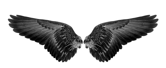 black wings on a white,isolated
