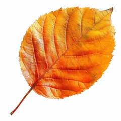 Close-Up of a Vibrant Autumn Leaf with Detailed Veins and Rich Orange-Yellow Colors on a White Background