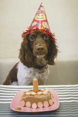 dog and bithdaygifts