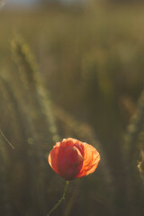 poppy in the field