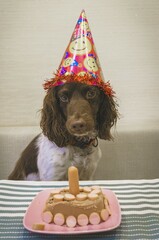 dog with birthdays gifts