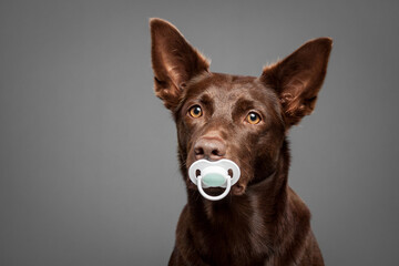 brown australian kelpie dog in the studio on a grey background holding a pacifier in the mouth like a baby