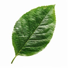 Obraz premium Close-Up of a Vibrant Green Leaf with Detailed Veins on a White Background