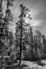 Landscapes - Forest - Europe, Romania