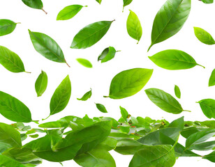 Fototapeta premium Fallende grüne Blätter isoliert auf weißen Hintergrund, Freisteller