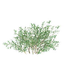 3d illustration of Ilex Glabra shrubs isolated on transparent background